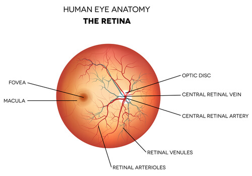 Anatomy Lesson: What Is the Retina? - Eye Care Specialists